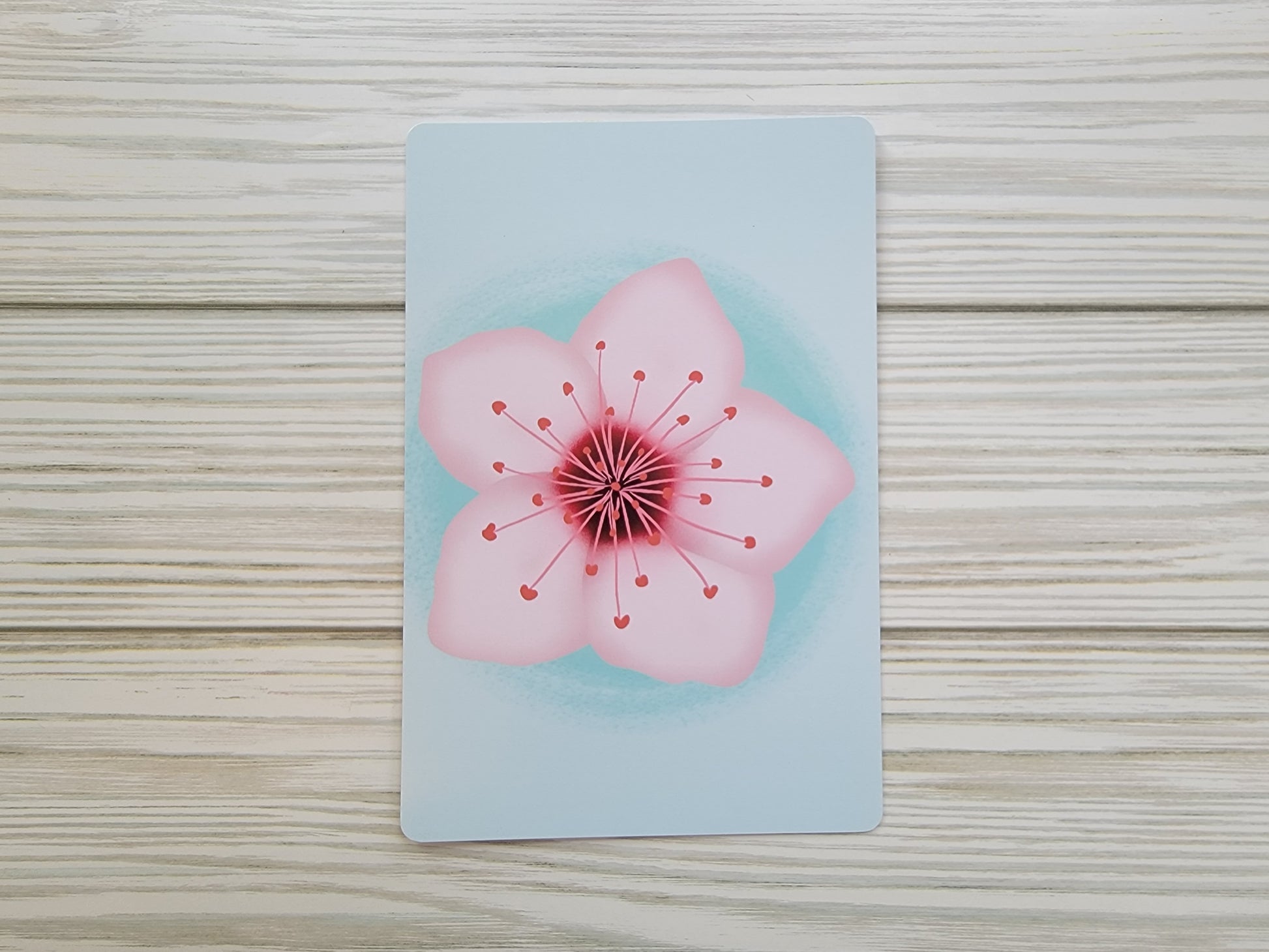 Cherry Blossom Postcard - Front Shot